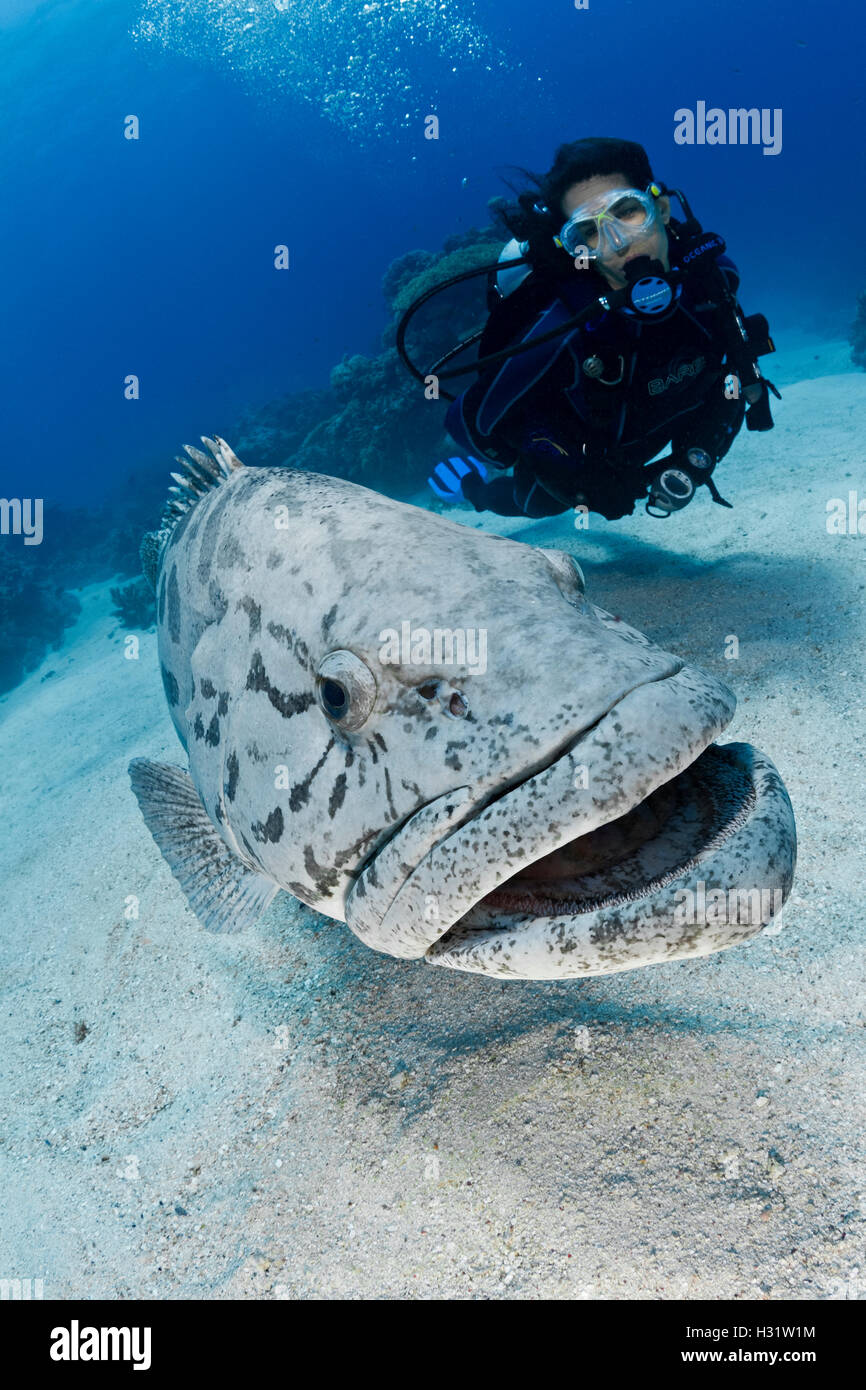 QZ41057-D. Patate (Epinephelus tukula) et scuba diver (permission du modèle). L'Australie, la Grande Barrière de corail, de l'océan Pacifique. Photo Banque D'Images