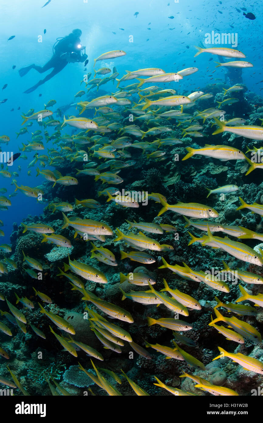 QZ51343-D. Goatfish Mulloidichthys vanicolensis (albacore). L'Australie, la Grande Barrière de corail, de l'océan Pacifique. Photo Copyright © Bra Banque D'Images