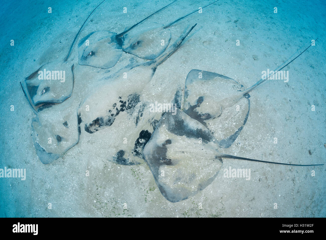 QZ51558-D. Stingray (Taeniura meyeni marbré) enterré et dans le centre de groupe de petits Whiprays Rose (Himantura fai), sur la Banque D'Images