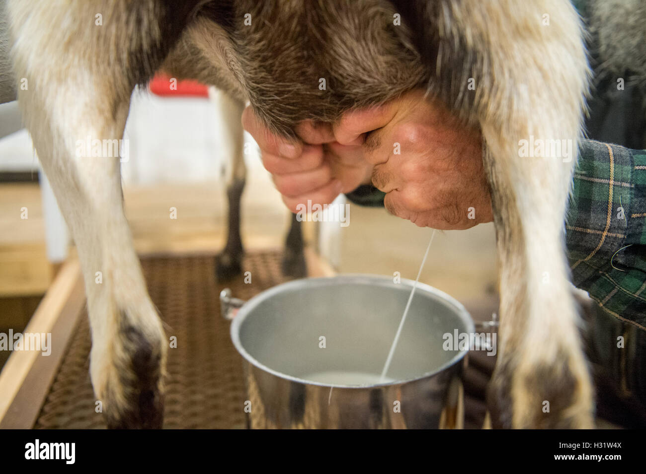 Traire une chèvre à la main Banque de photographies et d’images à haute résolution Alamy