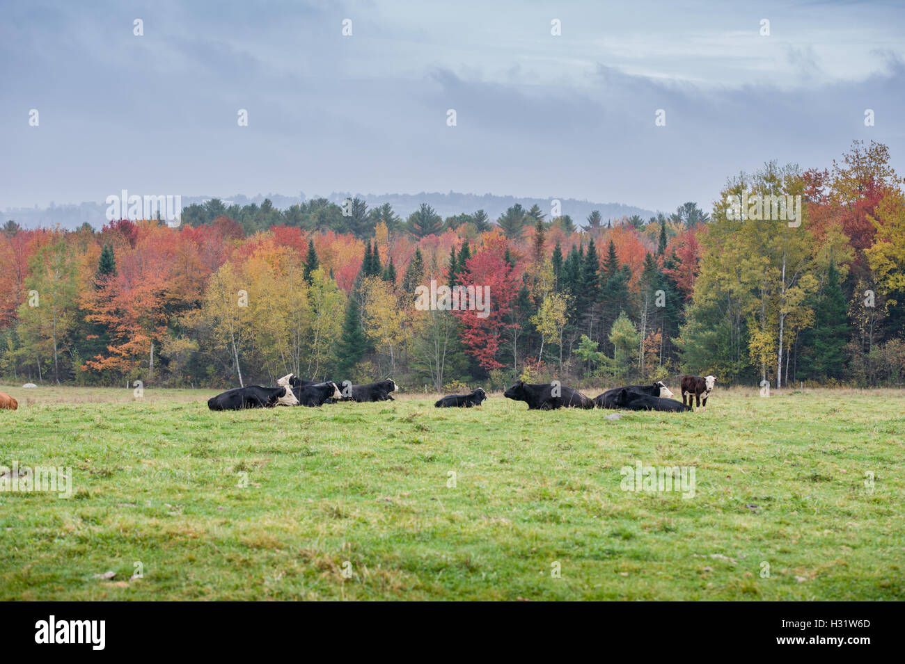 Les bovins laitiers couché dans un champ en face de feuillage d'automne dans la région de Harrison, Maine. Banque D'Images