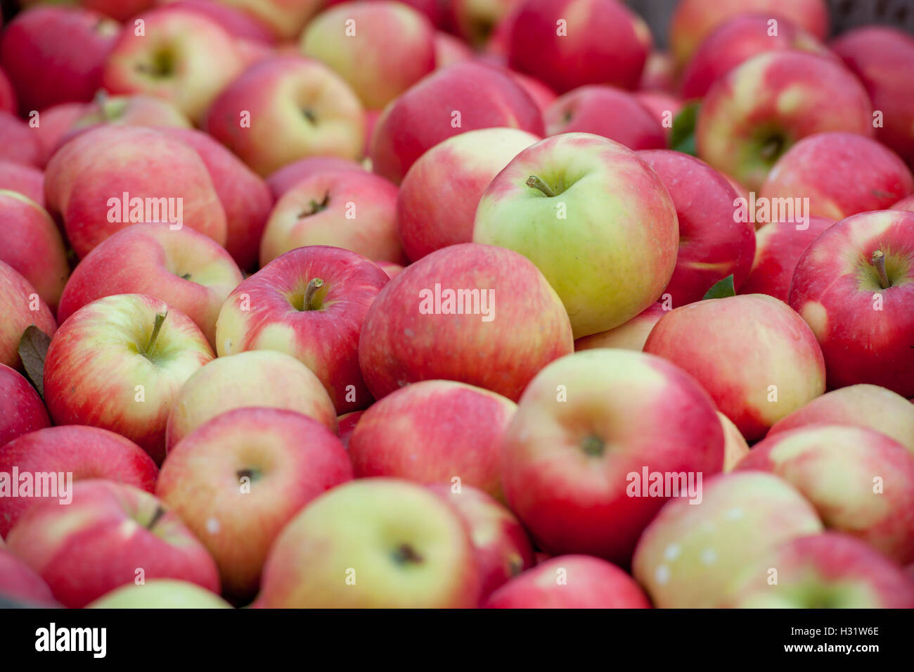 Honeycrisp pommes fraîchement cueillies (Malus domestica)sur un verger à Livermore, Maine. Banque D'Images