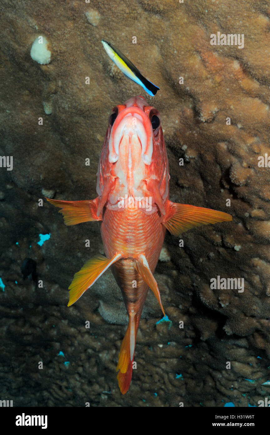 QZ73579-D. (Sargocentron spiniferum Marignans sabre) en attente d'être nettoyés par Bluestreak Cleaner Wrasse (Labroides dimidiatus Banque D'Images