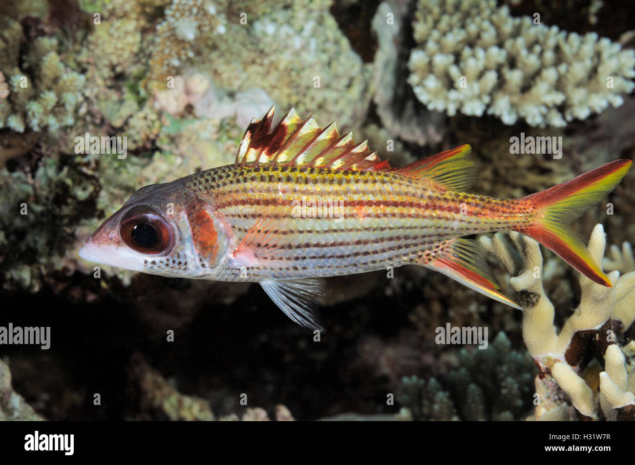 QZ74278-D. Méné bleu Marignans (Neoniphon sammara). L'Australie, la Grande Barrière de corail, de l'océan Pacifique. Photo Copyright © Brandon Col Banque D'Images