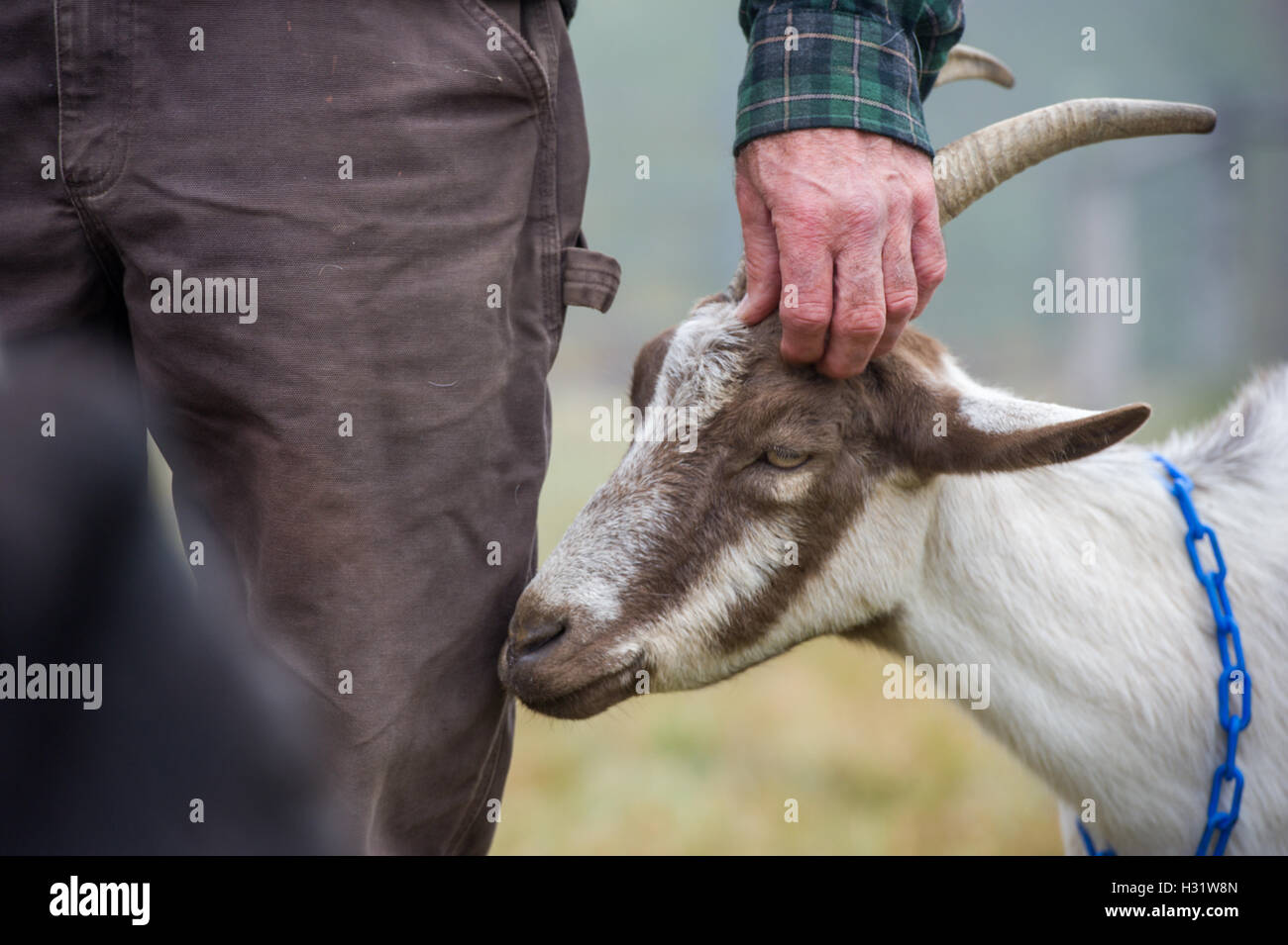La main de l'homme sur une chèvre Alpine (Capra aegagrus hircus) sur une ferme laitière dans la région de Harrison, Maine. Banque D'Images