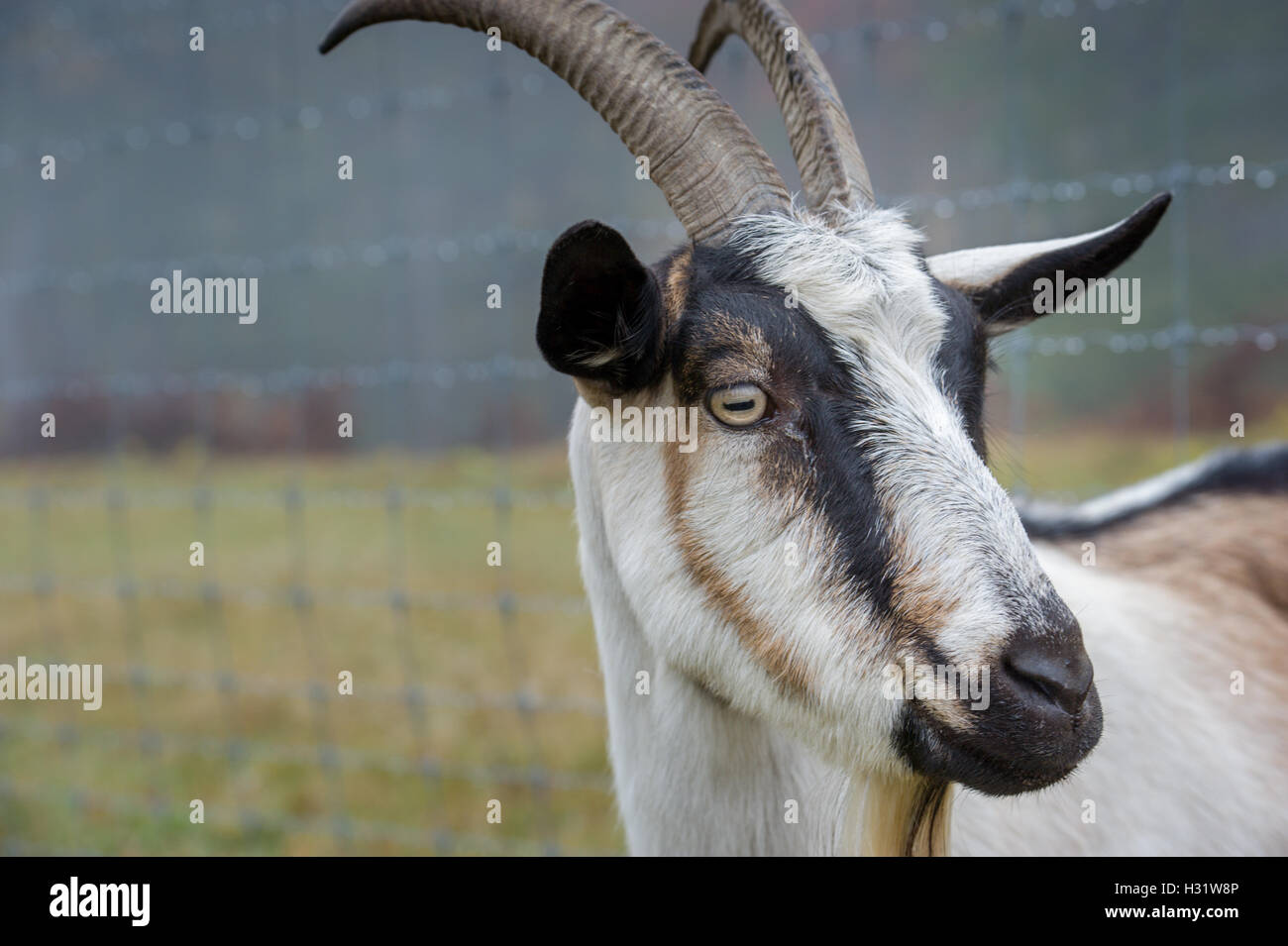 Chèvre des Alpes (Capra aegagrus hircus) sur une ferme laitière dans la région de Harrison, Maine. Banque D'Images