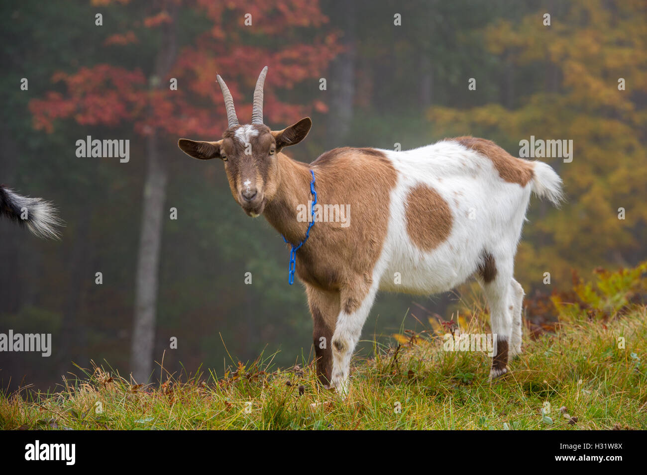 Chèvre des Alpes (Capra aegagrus hircus) sur une ferme laitière dans la région de Harrison, Maine. Banque D'Images