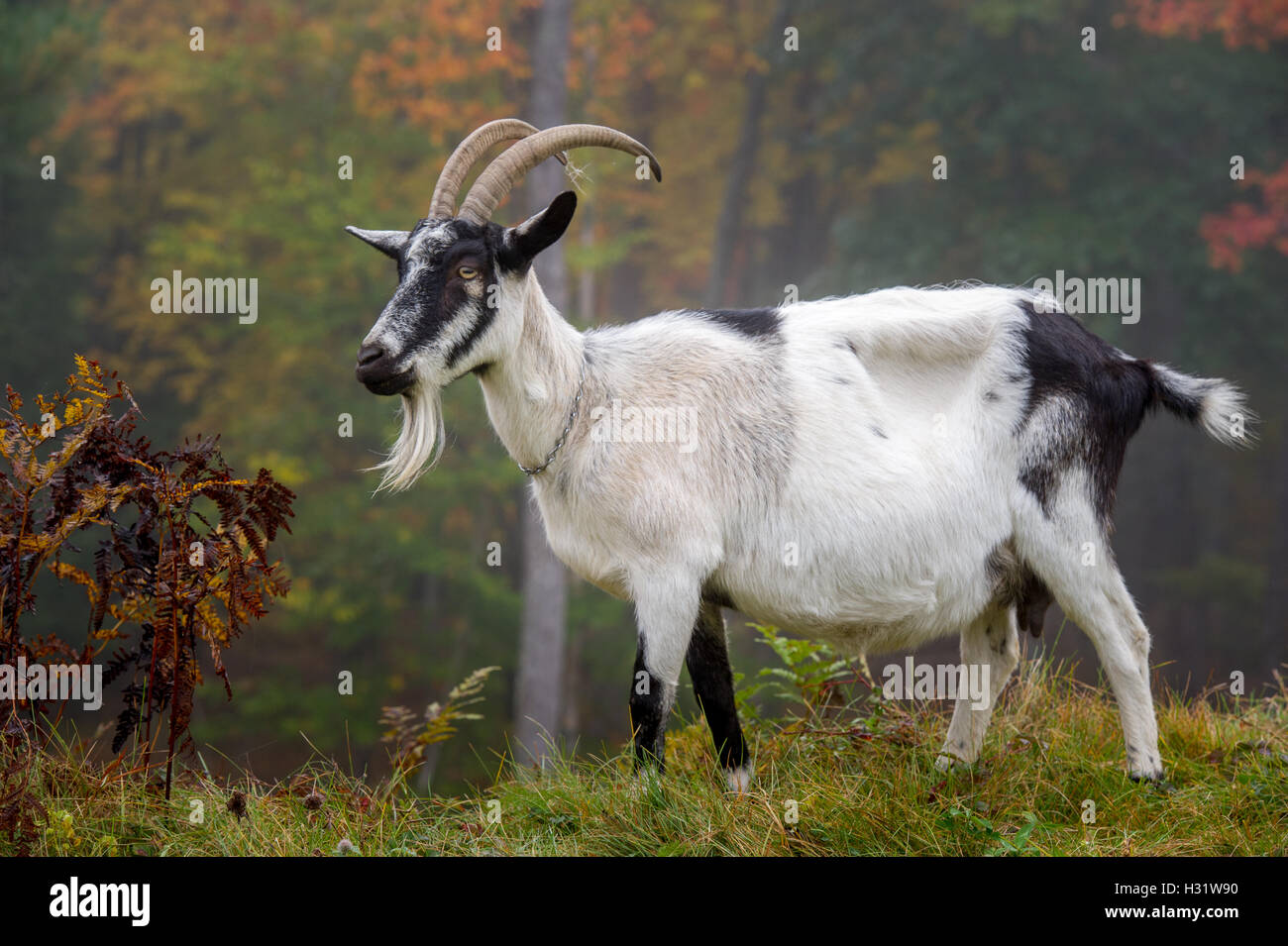 Chèvre des Alpes (Capra aegagrus hircus) sur une ferme laitière dans la région de Harrison, Maine. Banque D'Images