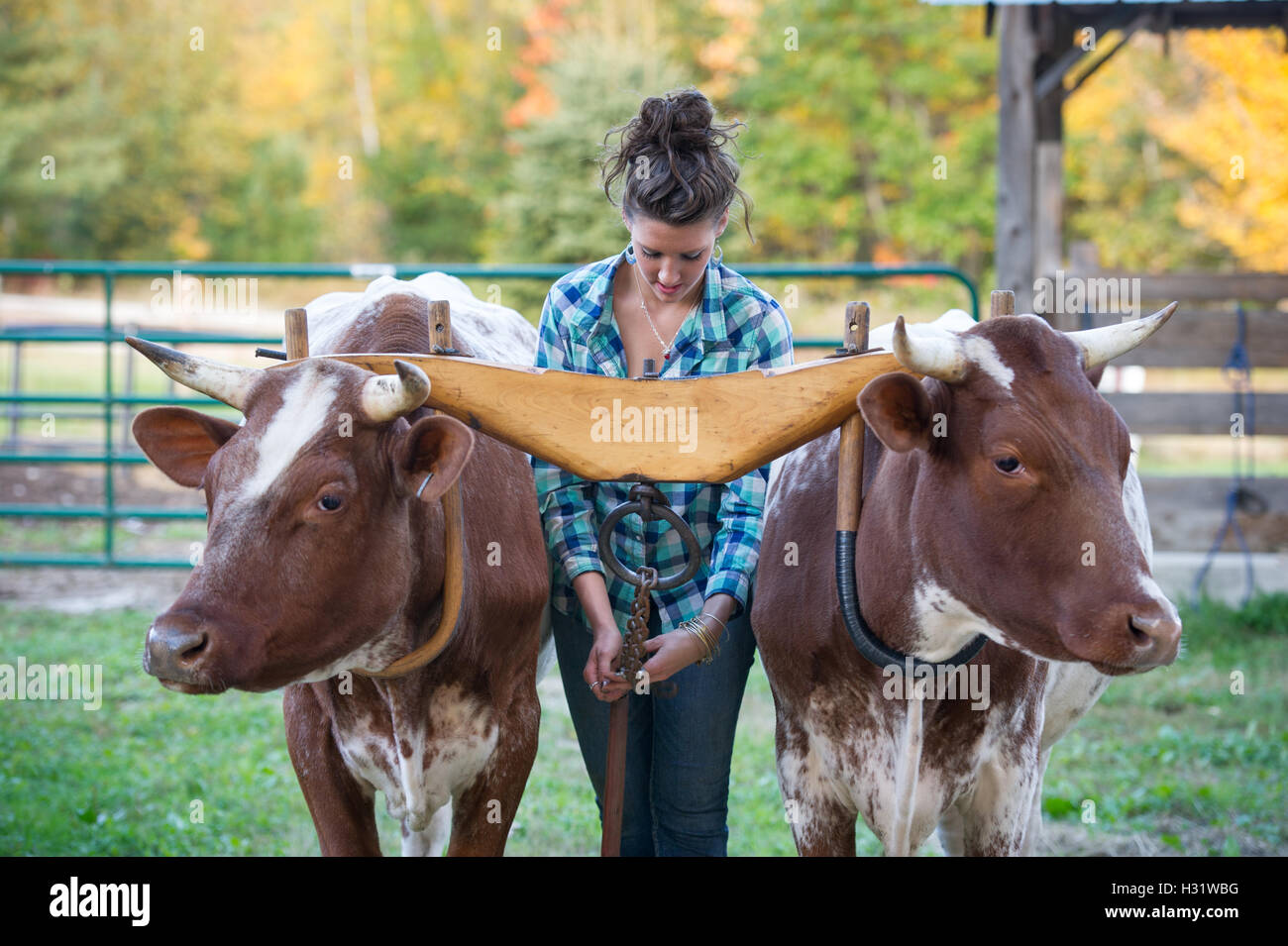 Une jeune femme mettre une chape (ou pièce de bois) sur deux boeufs dans une ferme à Gorham, Maine. Banque D'Images