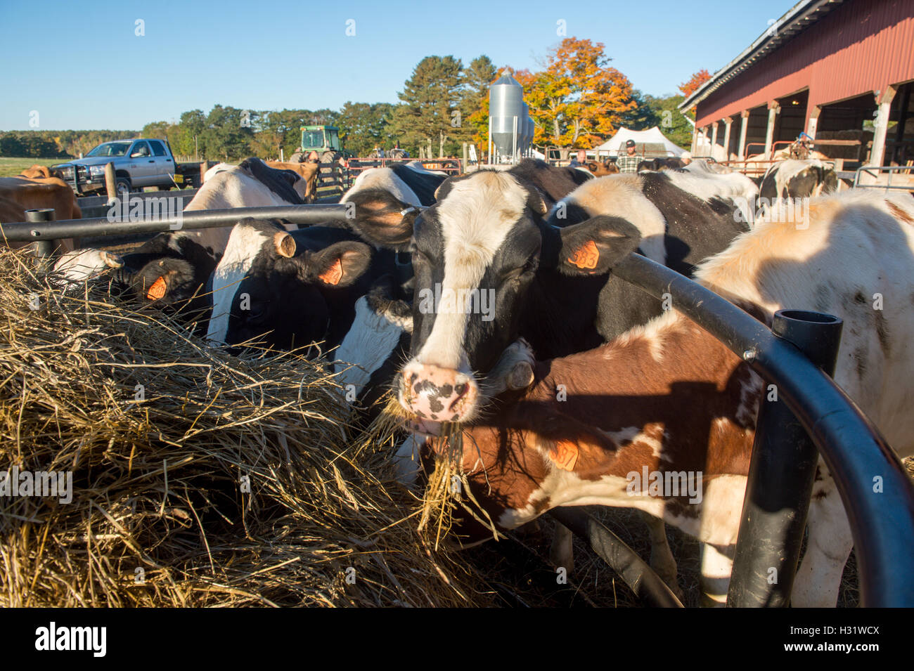 Les vaches laitières sur une ferme je Freeport, Maine Banque D'Images