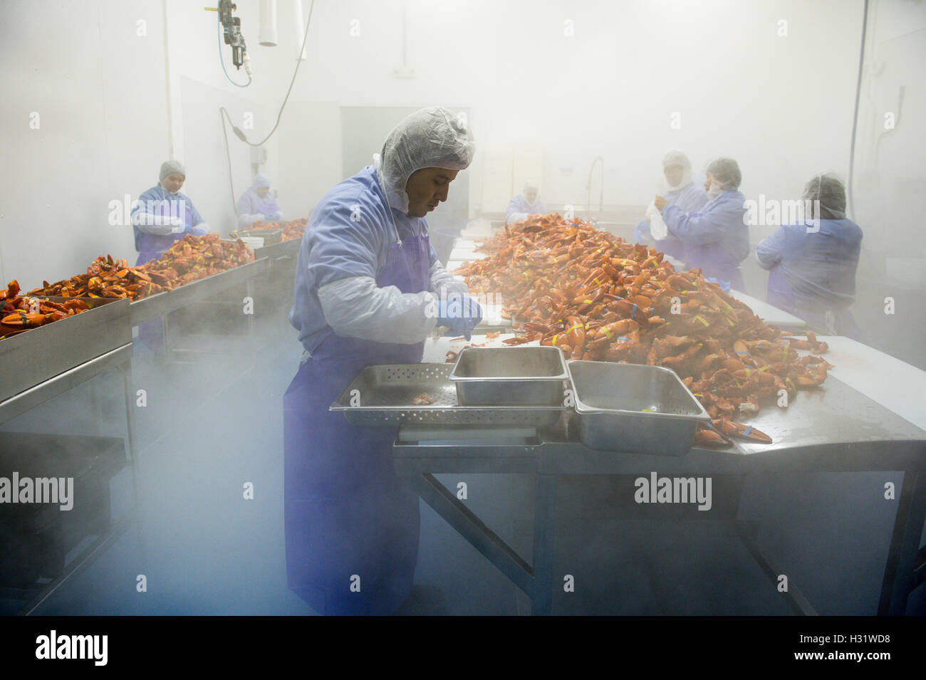 Processus de préparation du homard au SACO, Maine Banque D'Images