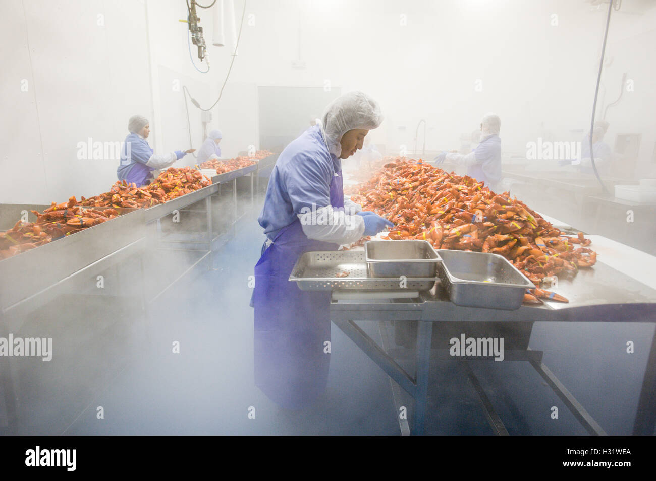 Processus de préparation du homard au SACO, Maine Banque D'Images