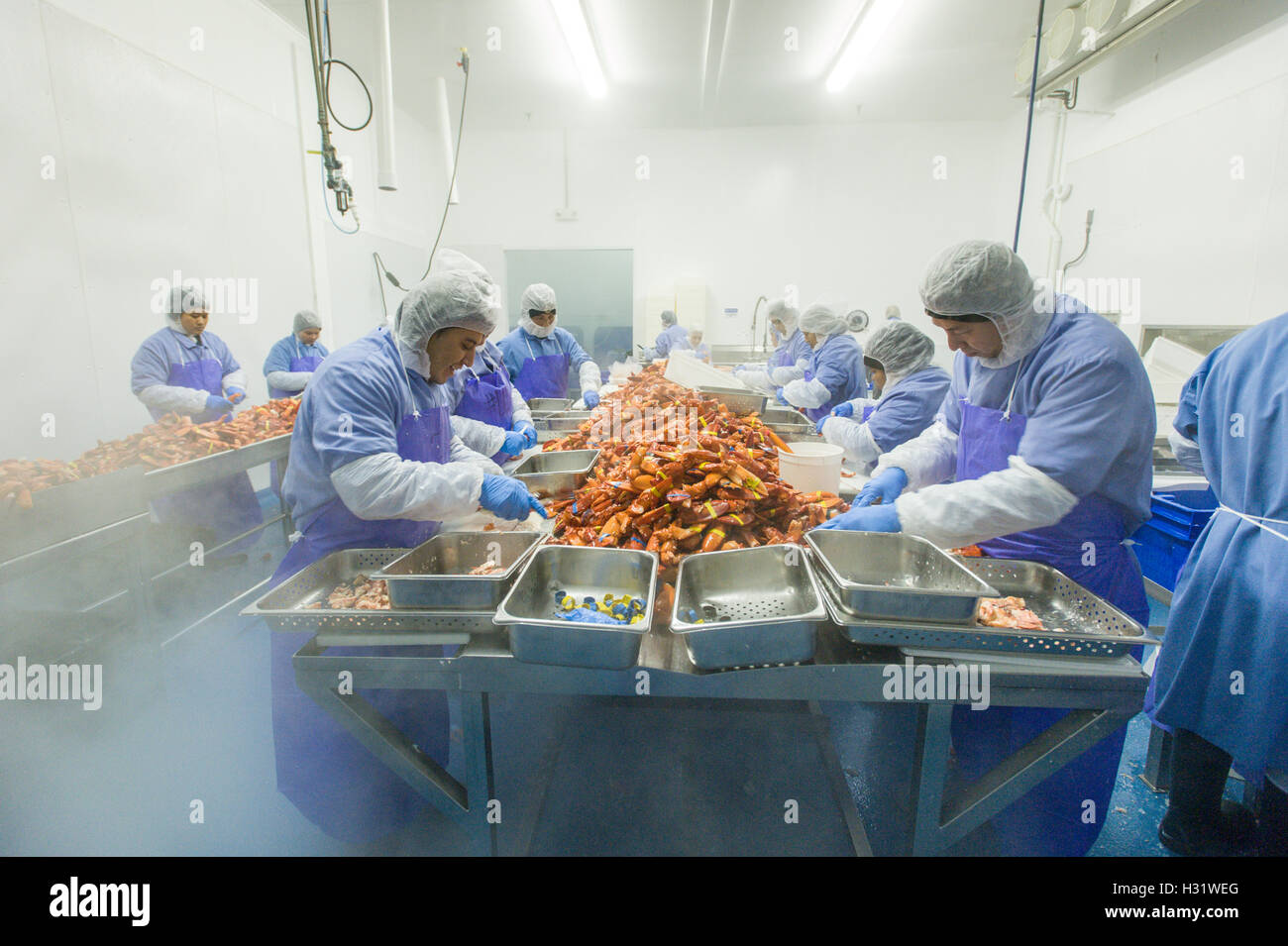 Processus de préparation du homard au SACO, Maine Banque D'Images