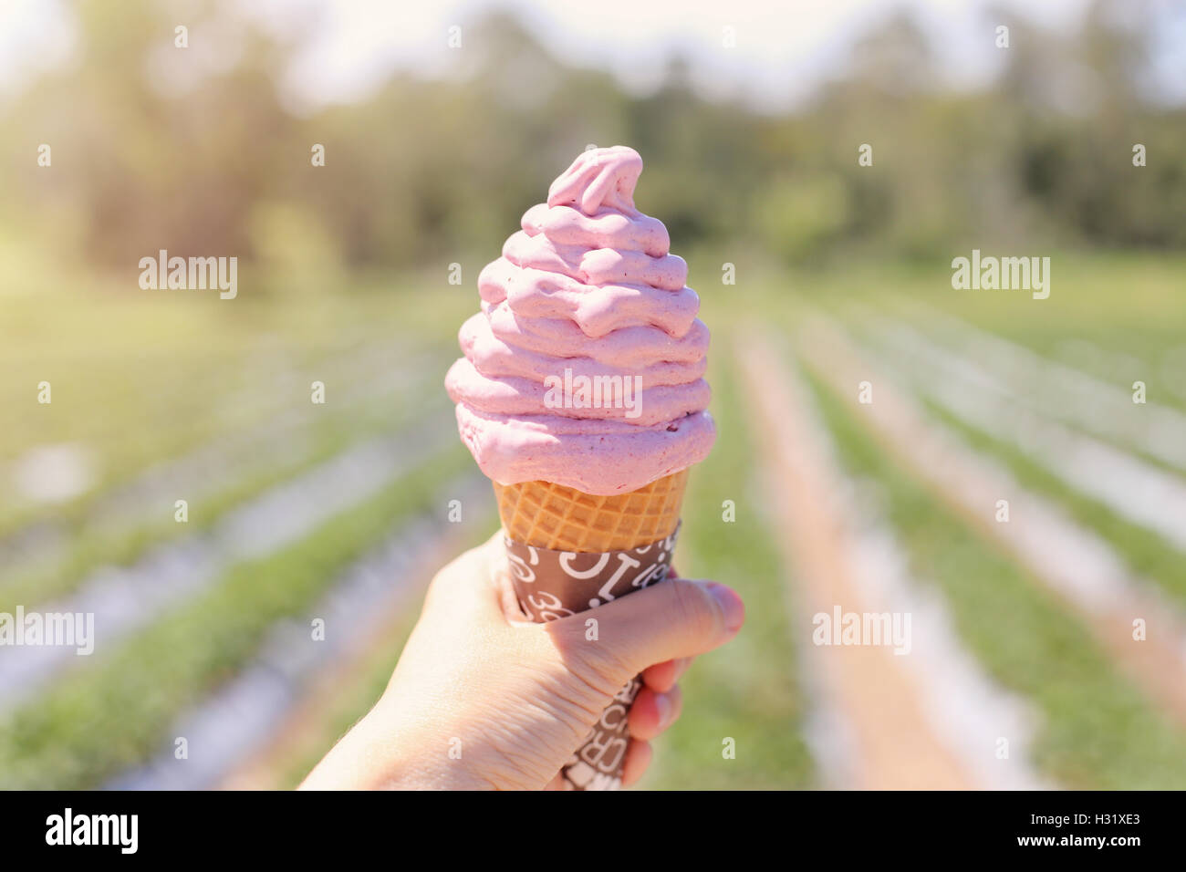 Main tenant des strawberry ice cream cone à strawberry farm Banque D'Images