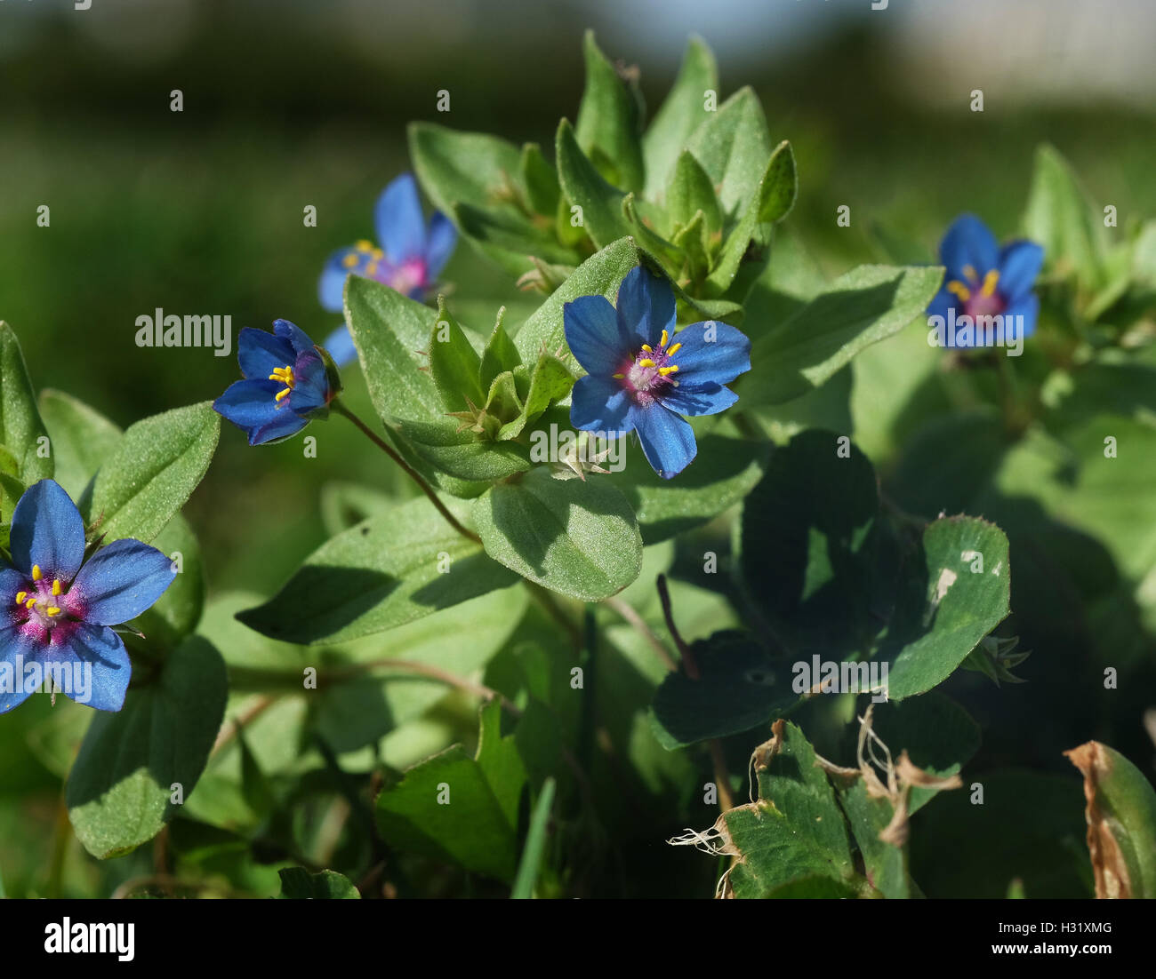 Bleu perpétuel de la version annuelle indigènes communes Scarlet Pimpernel, Banque D'Images