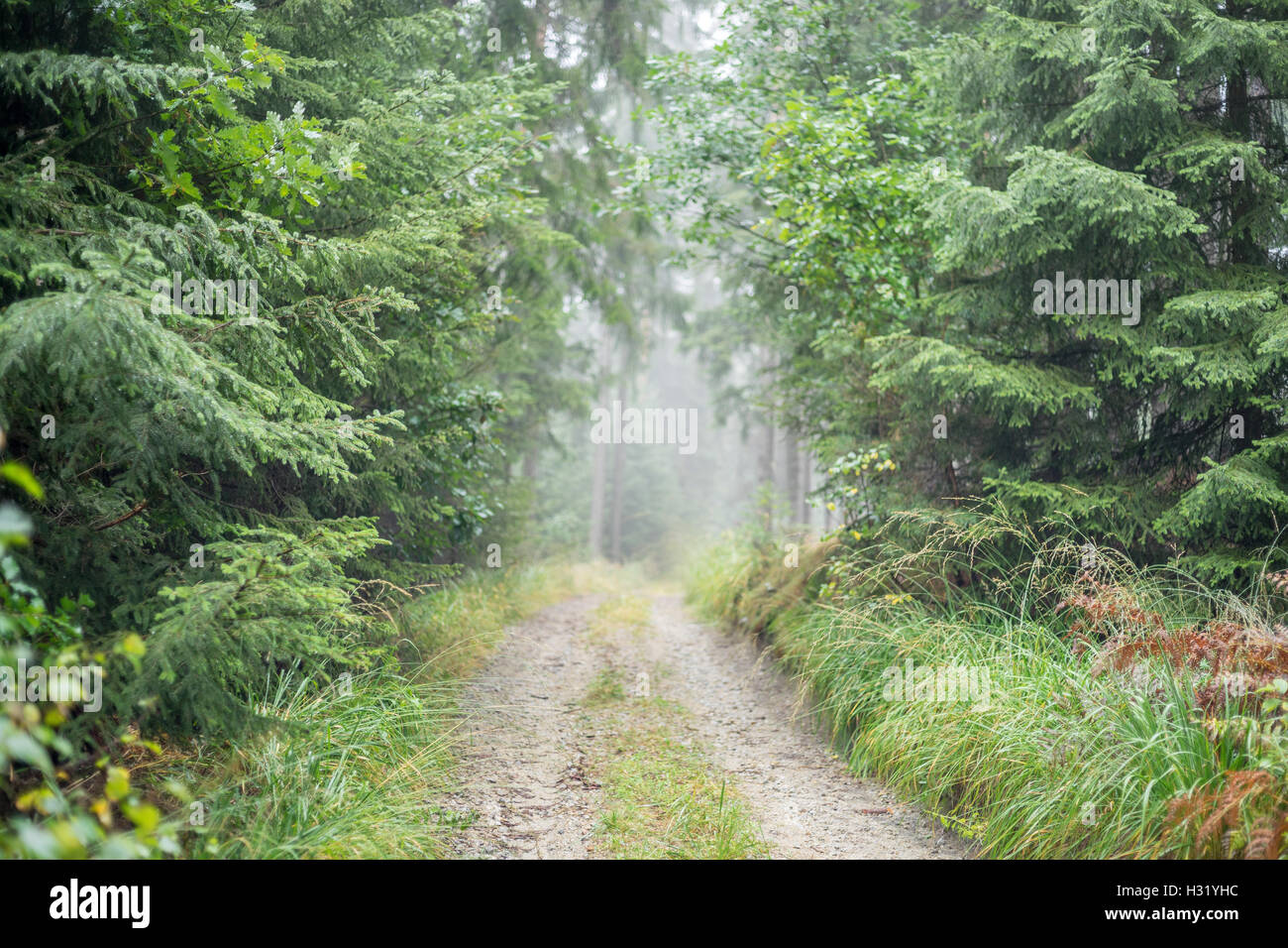 Chemin dans la forêt pluvieuse brumeuse Banque D'Images