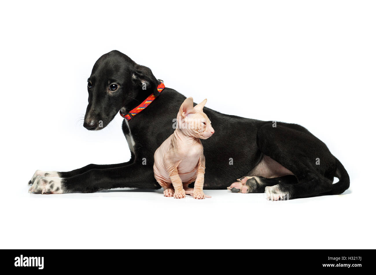 Chiot mignon Greyhound et chaton don sphynx sur fond blanc Banque D'Images