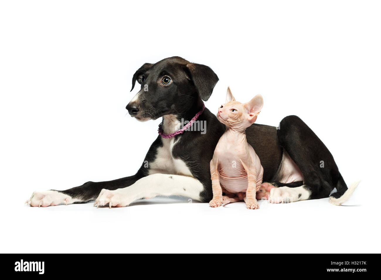 Chiot mignon Greyhound et chaton don sphynx sur fond blanc Banque D'Images