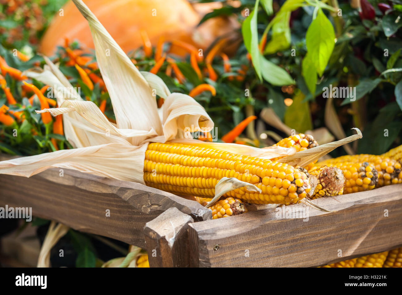 Légumes frais maïs jaune Banque D'Images