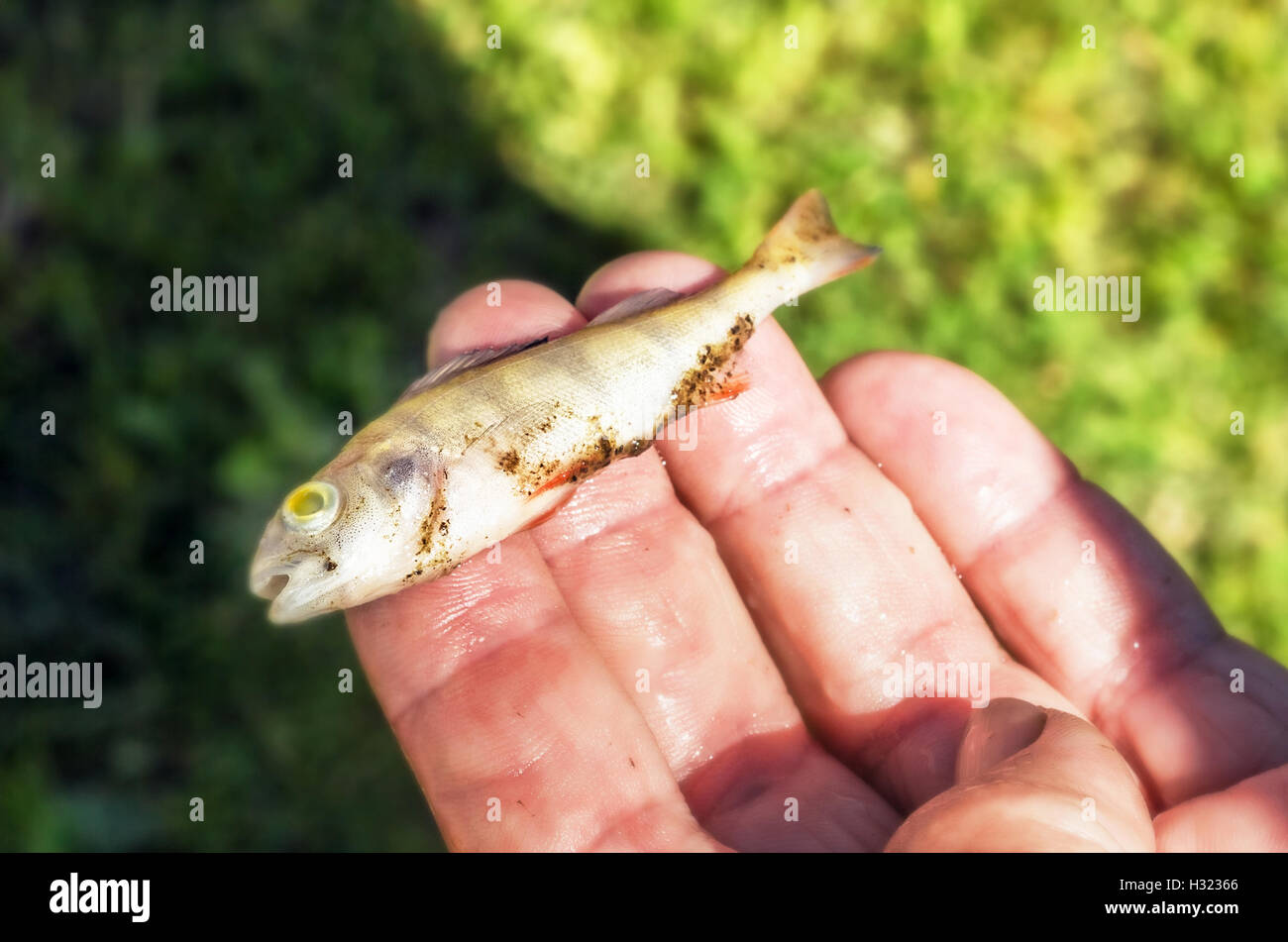 Peu de poisson sur Palm à l'été jour dunny Banque D'Images