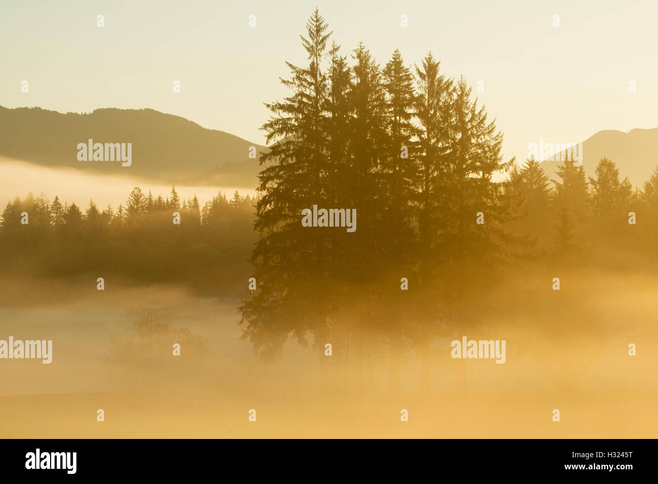 Arbres dans la brume du matin rétroéclairé, Forks, Washington, Dawn Banque D'Images
