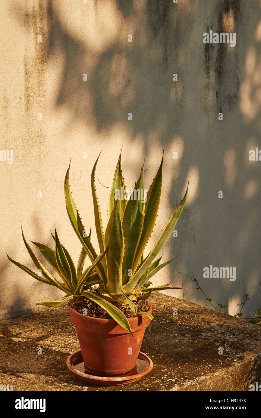 Cactus en pot dans un jardin italien Banque D'Images