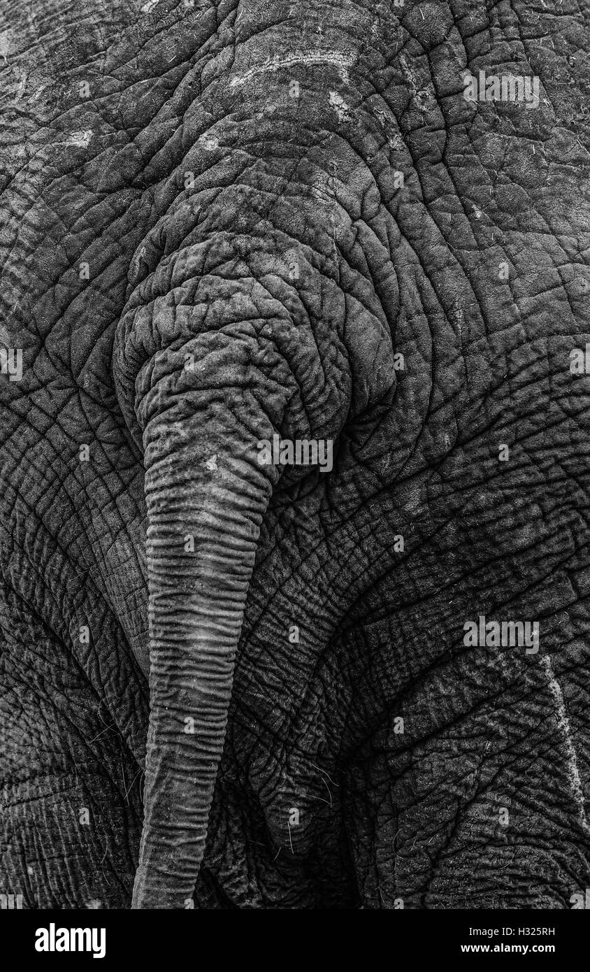 Blackandwhite abstrait animaux sauvages de texture de la queue de l'éléphant d'Afrique zoo Banque D'Images