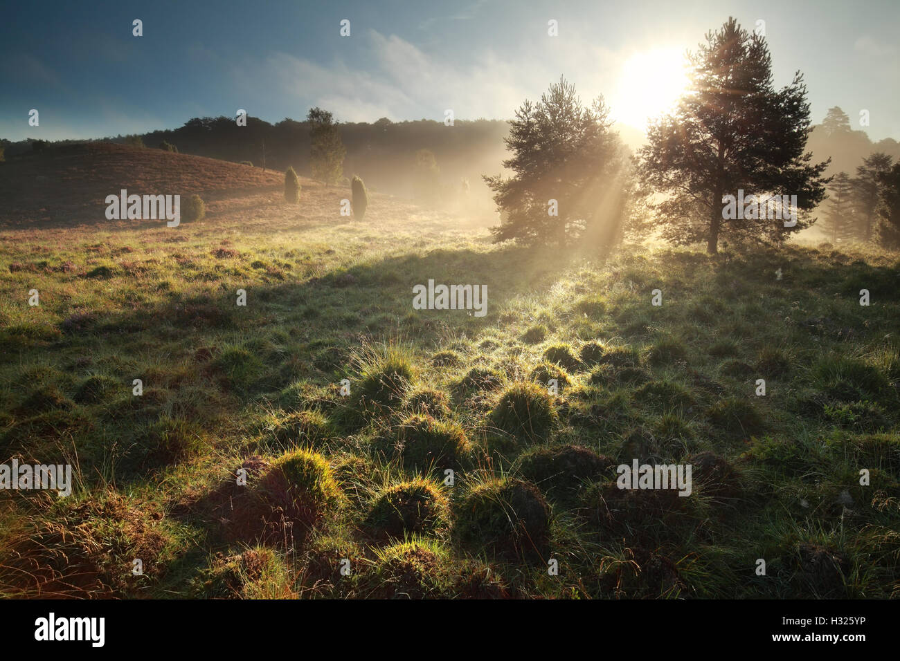 Soleil du matin sur les collines à Totengrund, Allemagne Banque D'Images