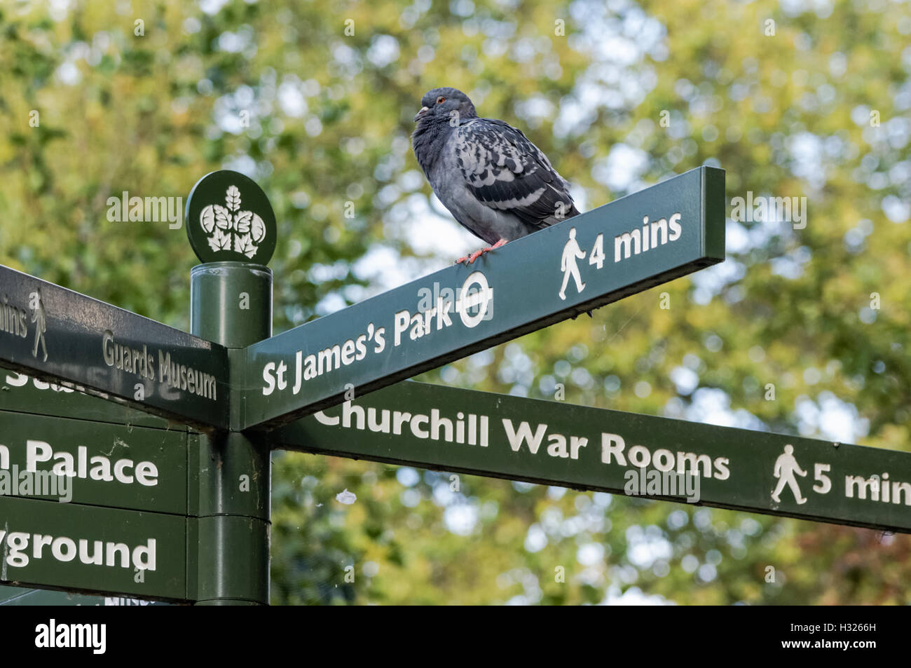 Pigeon perché sur panneau routier dans le parc de St James, Londres Angleterre Royaume-Uni UK Banque D'Images