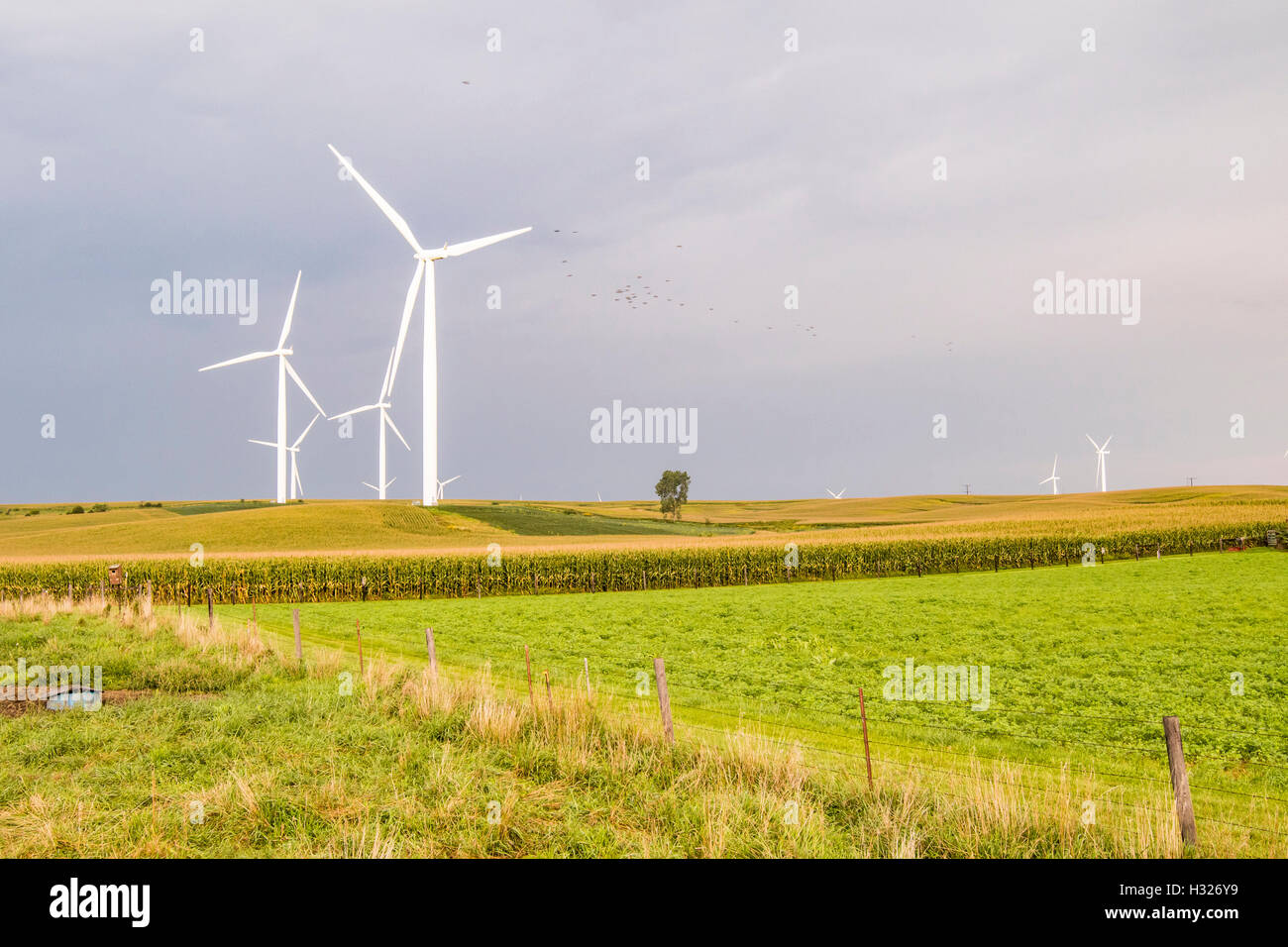 Éoliennes éolienne sur une ferme éolienne dans l'Iowa. Banque D'Images