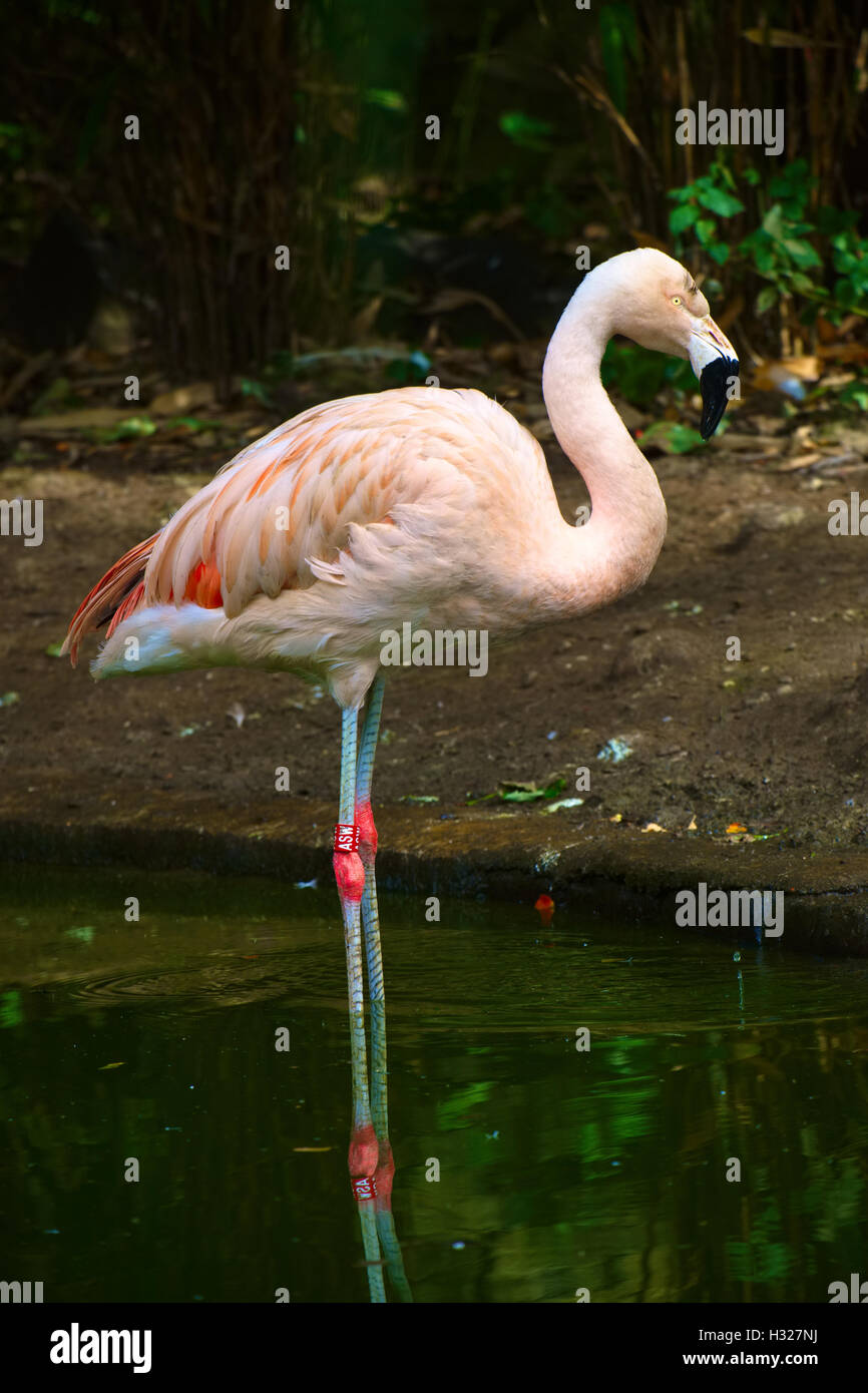 Flamant rose Banque D'Images