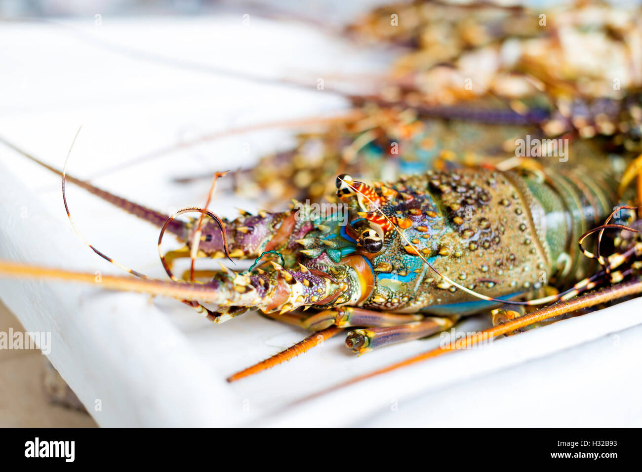 Homard frais Banque D'Images