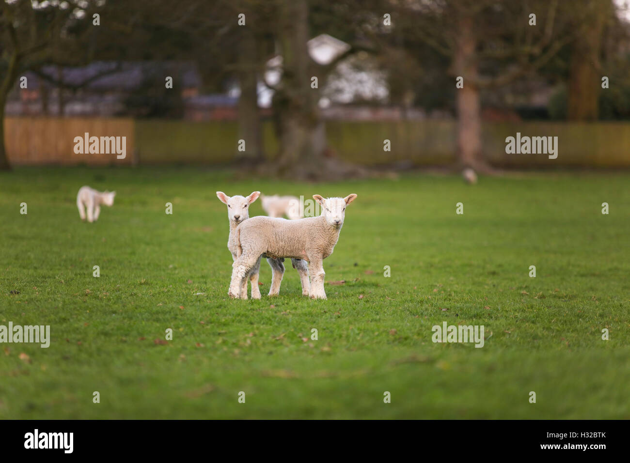 Les Jeunes agneaux et moutons printemps bébé dans un champ agricole vert Banque D'Images