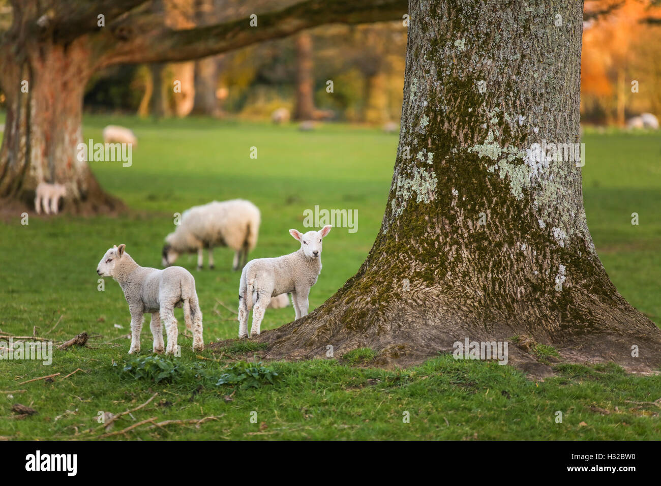 Les Jeunes agneaux et moutons printemps bébé dans un champ agricole vert Banque D'Images