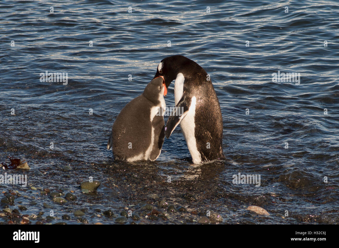 Une Gentoo pingouin attire sa progéniture dans l'eau avec la promesse de nourriture - début du processus de sevrage Banque D'Images