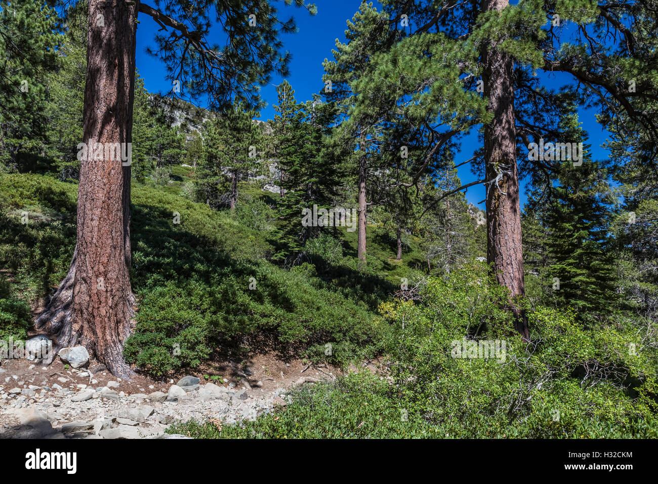 Forêt le long du sentier des lacs Echo juste en dehors de la Désolation Désert, Eldorado National Forest, Sierra Nevada, Californie, USA Banque D'Images