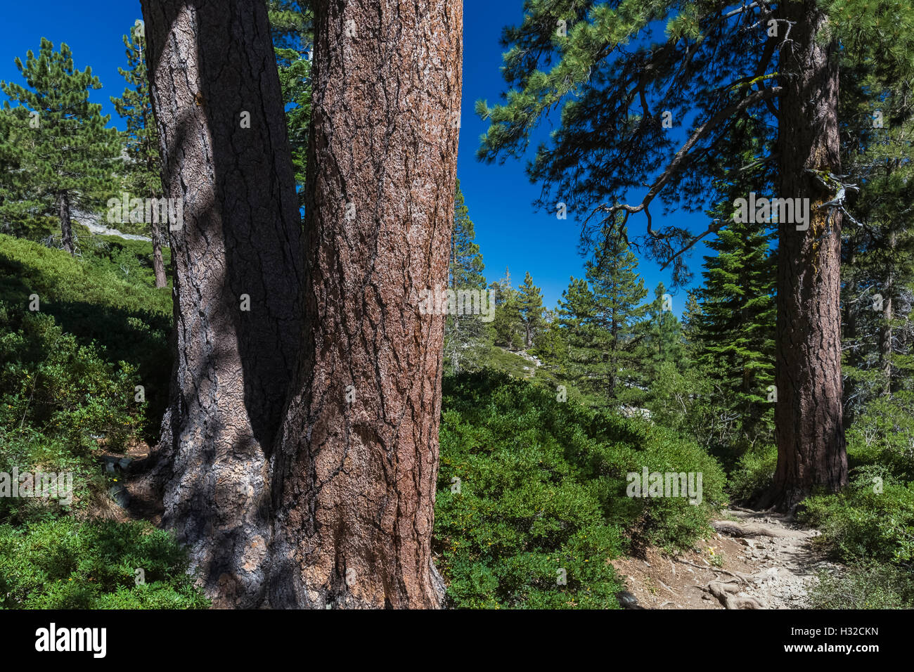 Forêt le long du sentier des lacs Echo juste en dehors de la Désolation Désert, Eldorado National Forest, Sierra Nevada, Californie, USA Banque D'Images