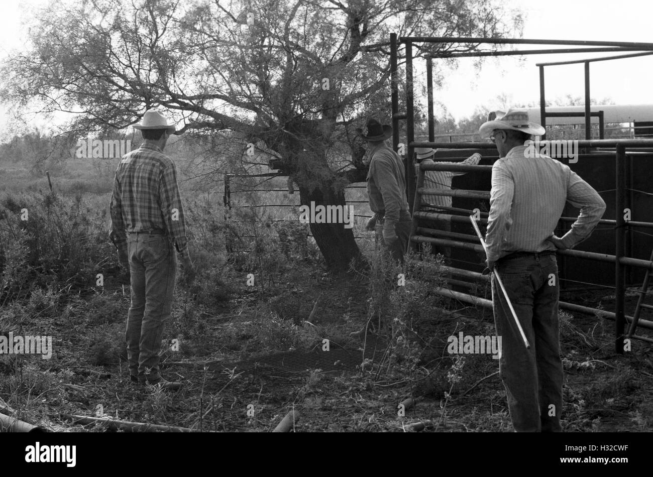 Cowboys au Ranch Campbell au sud de Clarendon, TEXAS (numérisation à partir de b&w négatif) Circa 1998 Banque D'Images