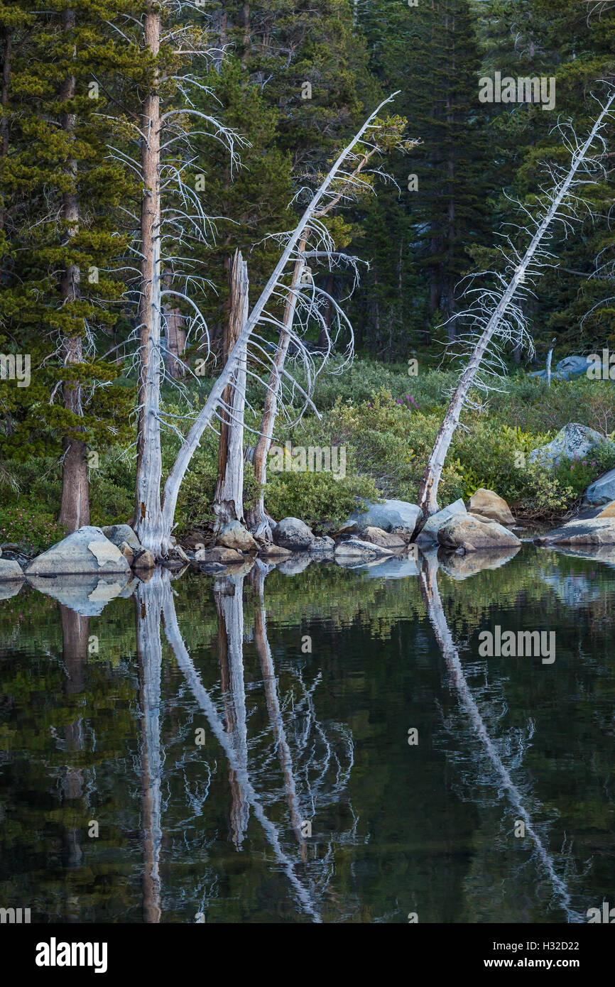 Arbres morts reflétés dans le lac des Bois, dans la Désolation Désert, Eldorado National Forest, Sierra Nevada, Californie, USA Banque D'Images