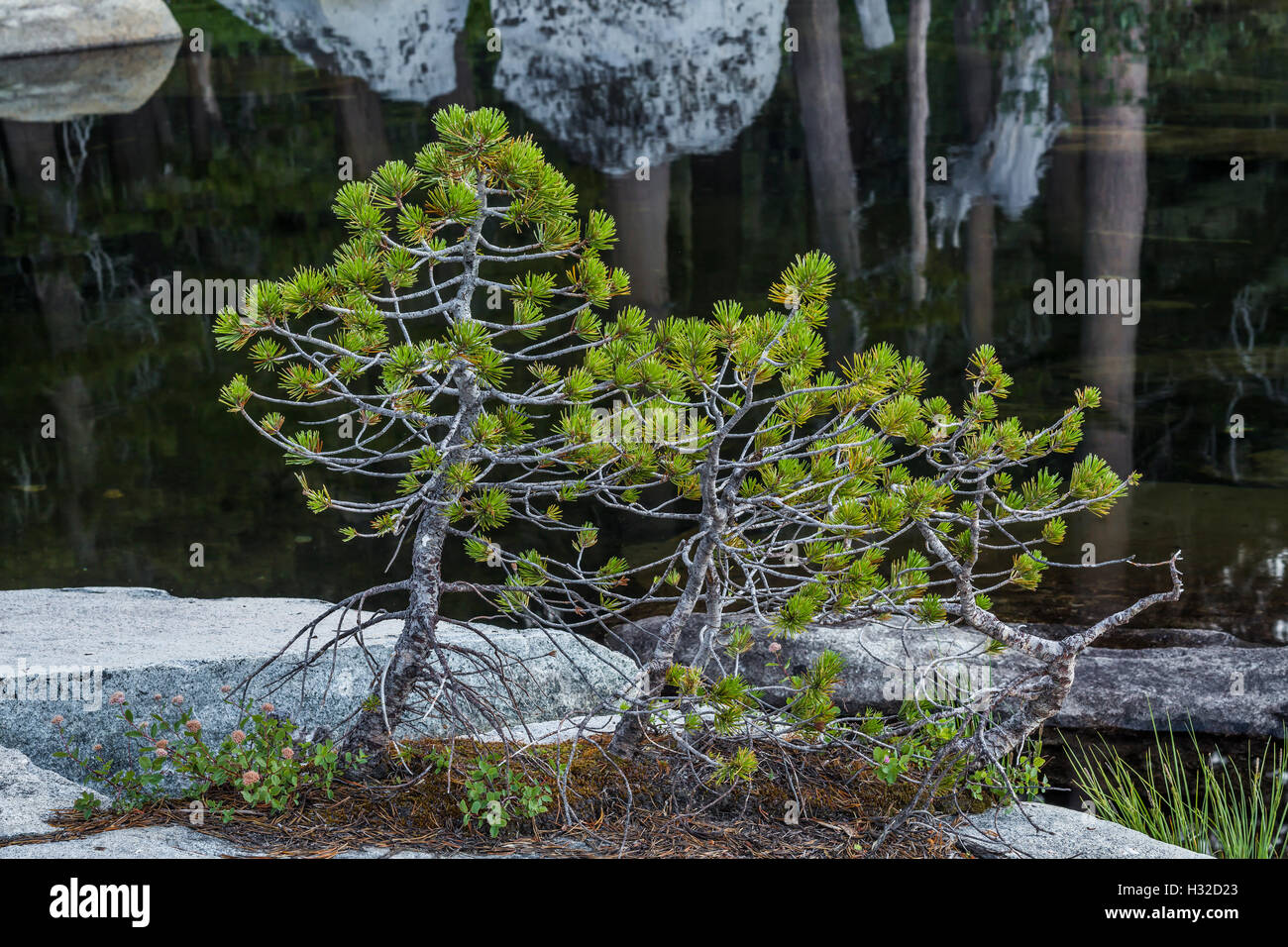 Un bonsai-comme groupe de pins lodgepole, Pinus contorta, le long du lac des Bois, dans la Désolation Désert, California, USA Banque D'Images