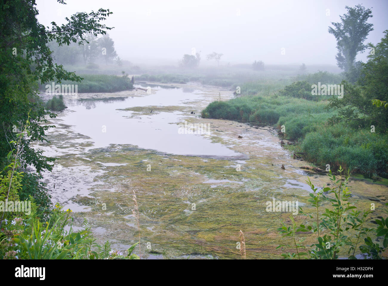 Creek d'algues et de brouillard à l'étang de Bakken Espace Nature près de Lone Rock, WI Banque D'Images