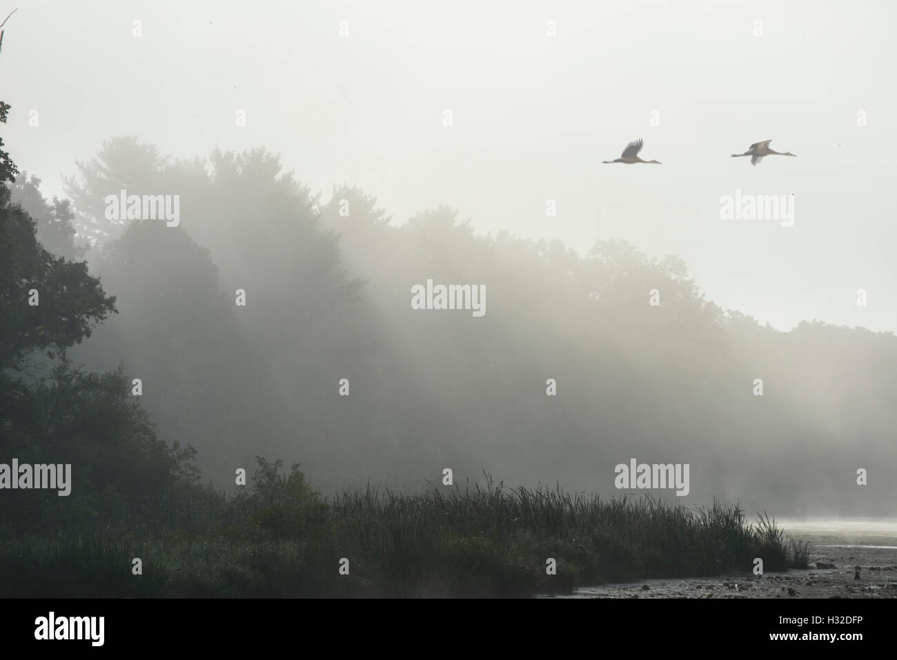 Grues volant au-dessus de l'étang de Bakken Espace Nature dans le brouillard. Banque D'Images