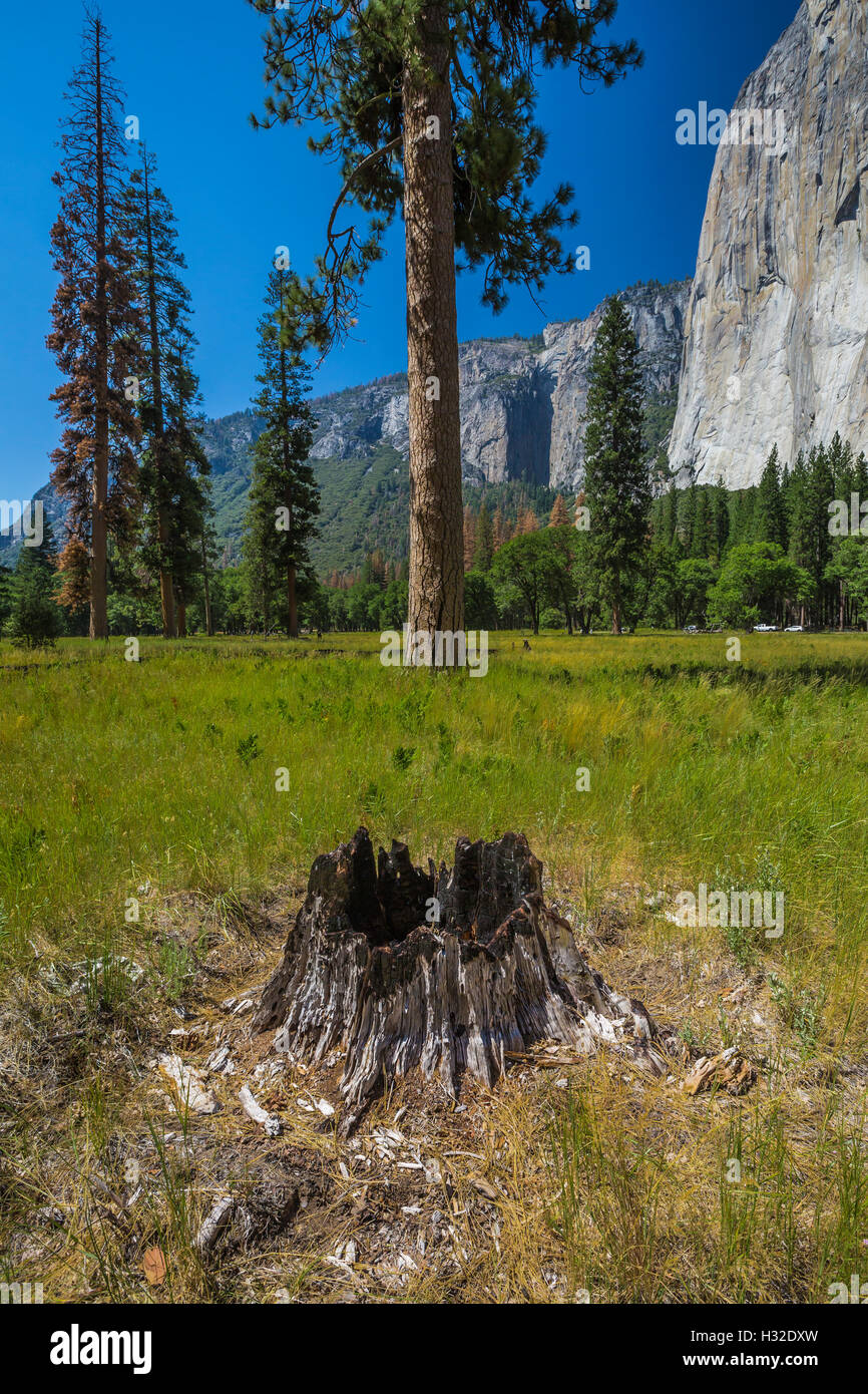 Moignon brûlé faisant la preuve de la forêt dans la vallée Yosemite, El Capitan avec lointain, Yosemite National Park, California, USA Banque D'Images