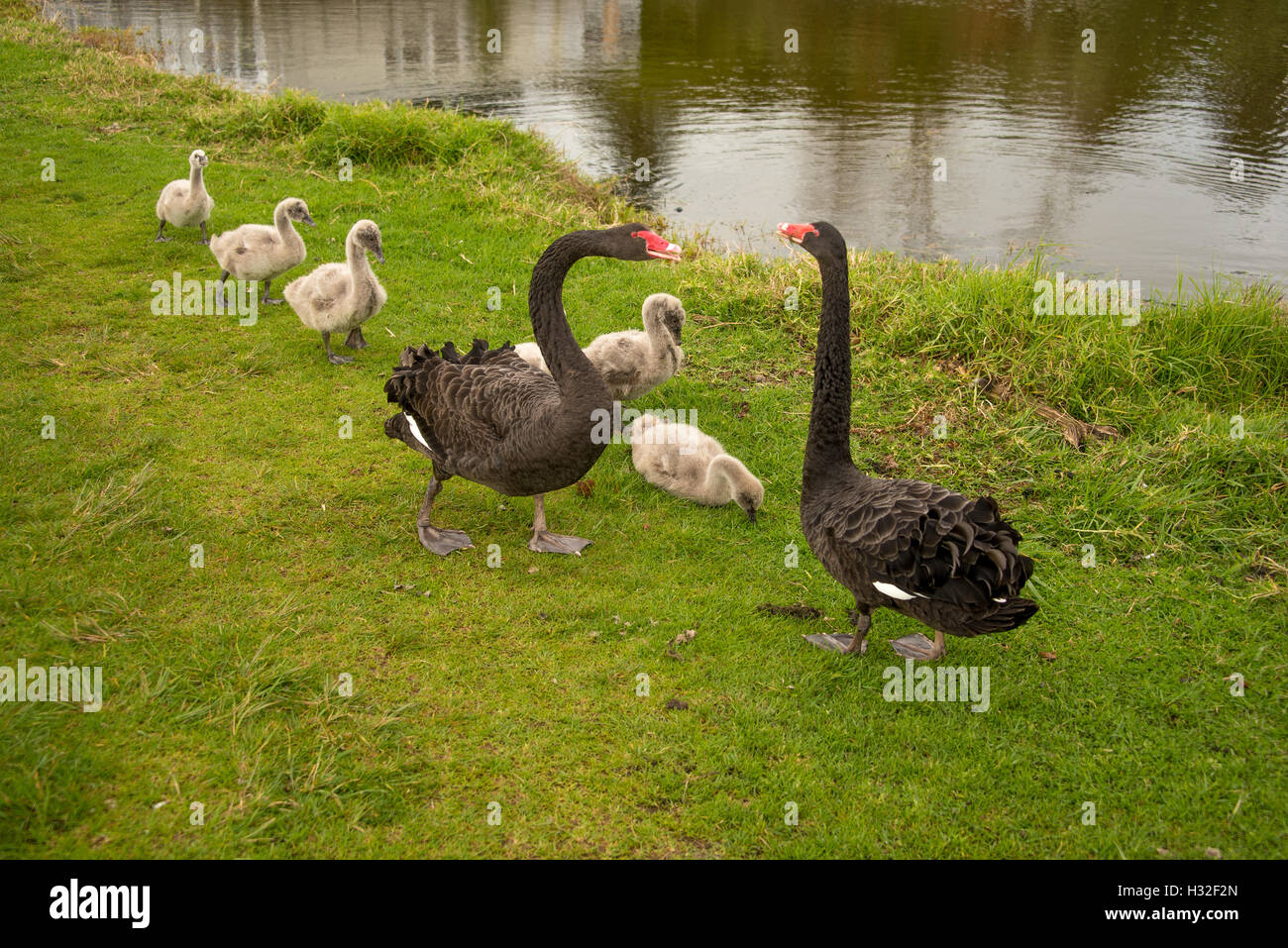 Avec leur famille de cygnes cygnets Banque D'Images