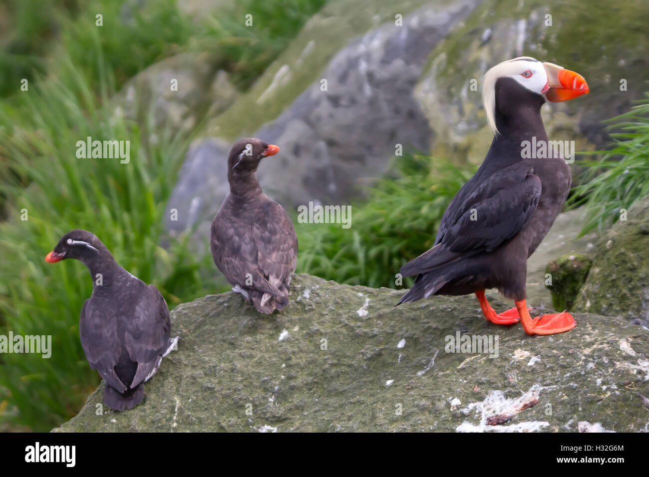 Le commandant des oiseaux sur les rochers des îles Banque D'Images