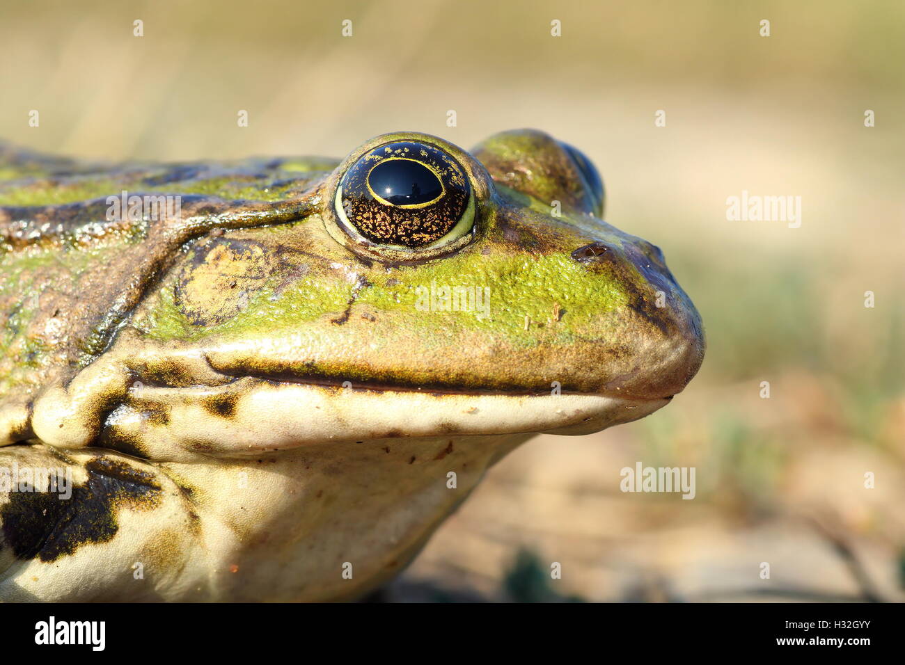 Macro portrait de grenouille des marais ( Pelophylax ridibundus ) Banque D'Images