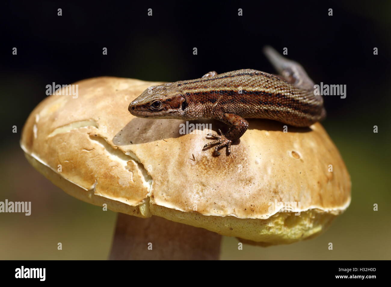 Lézard vivipare sur pèlerin ( champignons porcino Zootoca vivipara ), macro shot Banque D'Images
