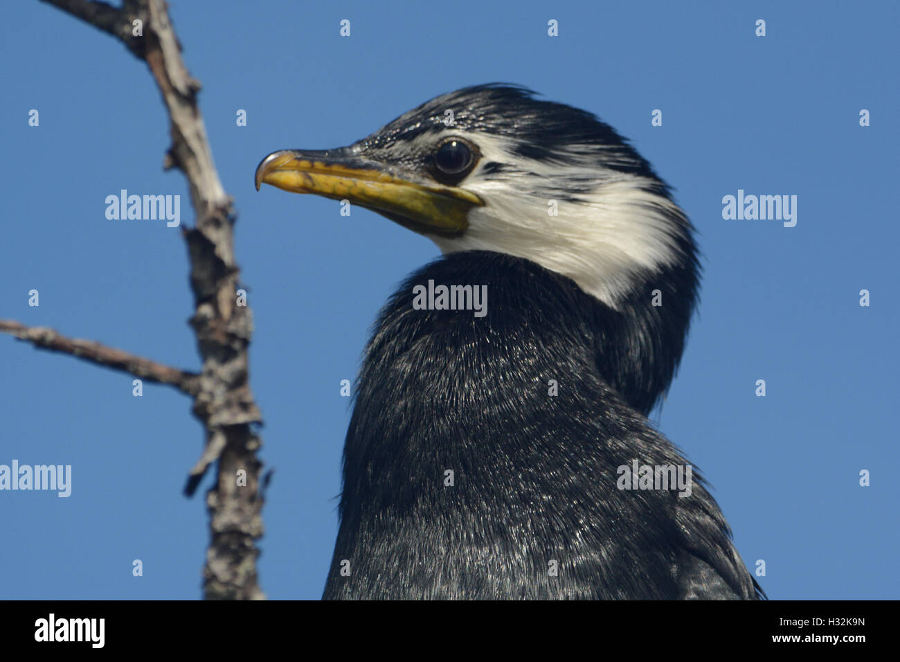 Pied Shag close-up Banque D'Images