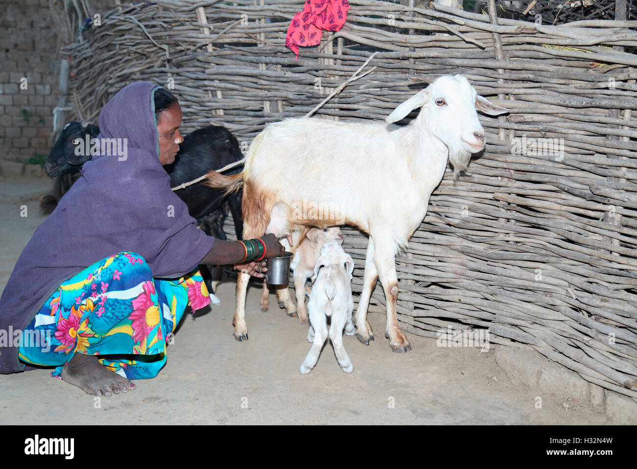 Traire une chèvre femme BHAINA Soniyapath, Tribu, village, Jhangir Chapa dist, Chattisgarh, Inde Banque D'Images