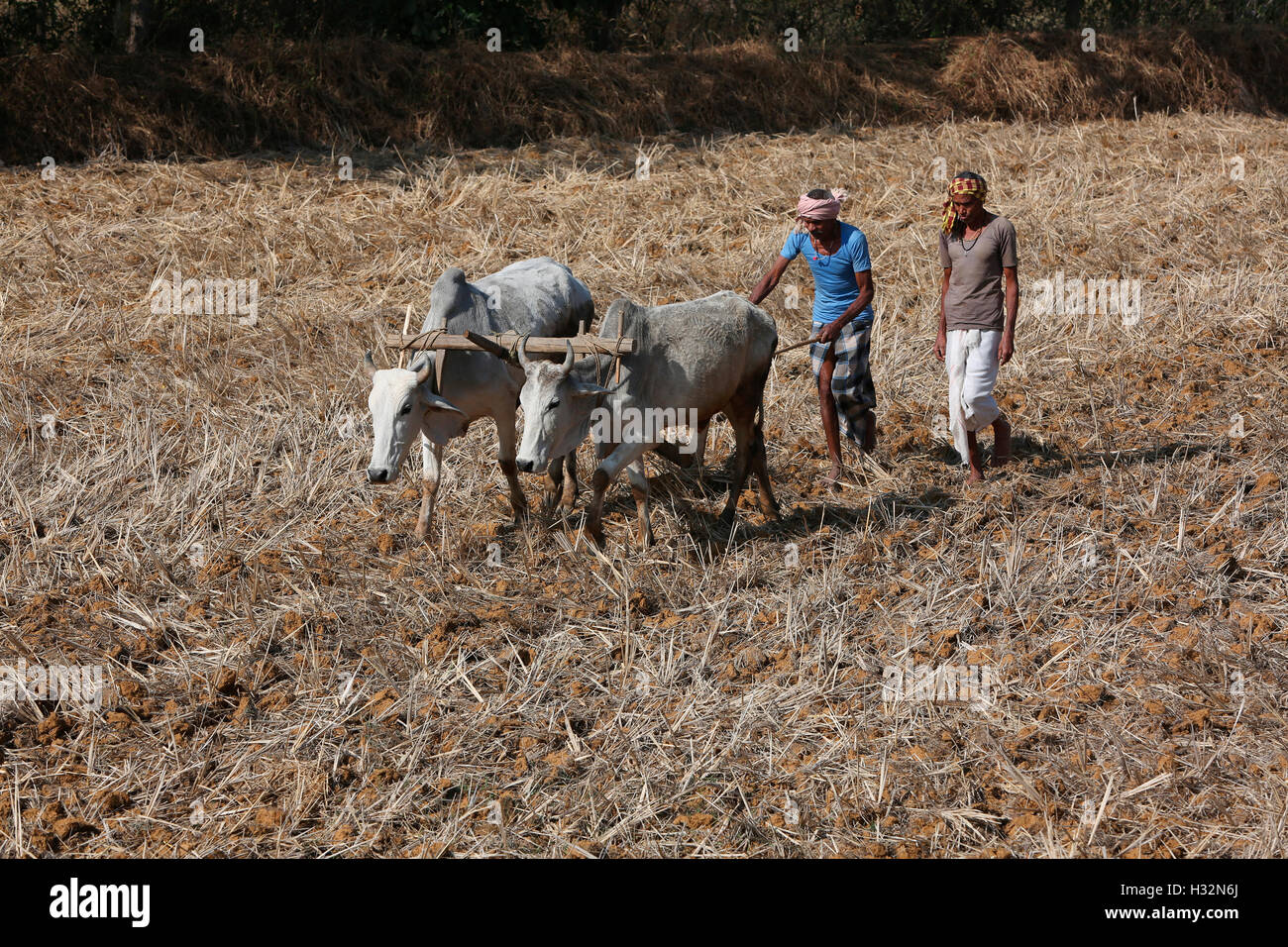 BHARIA tribal tribu, les agriculteurs dans les champs de labour, Kendaikhar village, Korba, dist, kathgora Tahsil Chattisgarh, Inde Banque D'Images